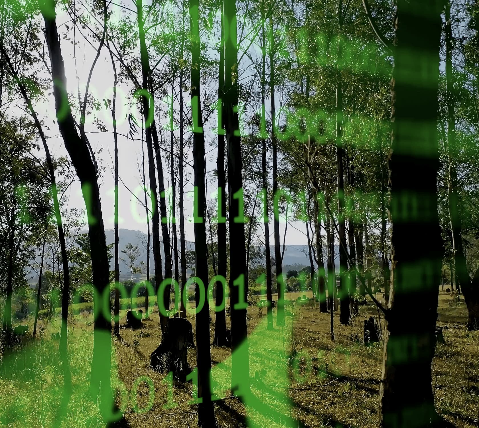 LAB3 client story about the Forestry Corporation of NSW four week build of a Microsoft Fabric Platform.